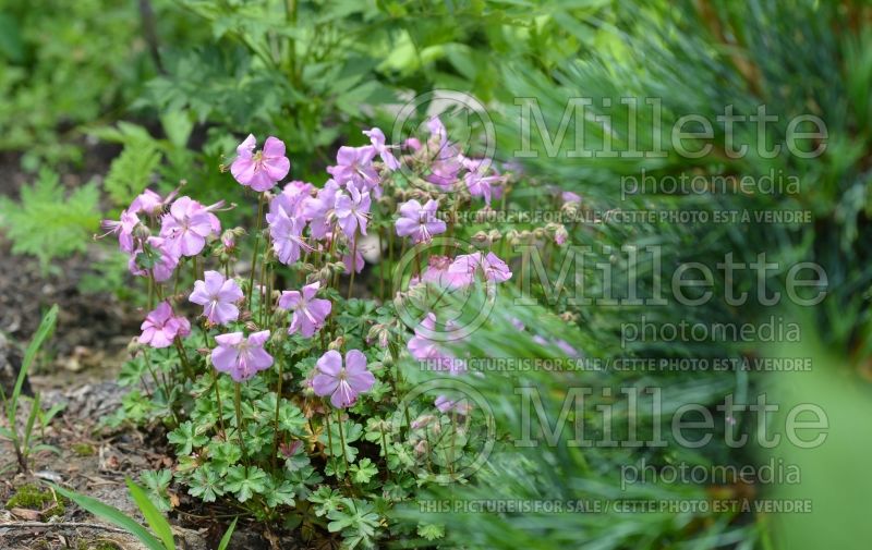 Geranium Biokova Karmina or Karmina (Cranesbill)  6 