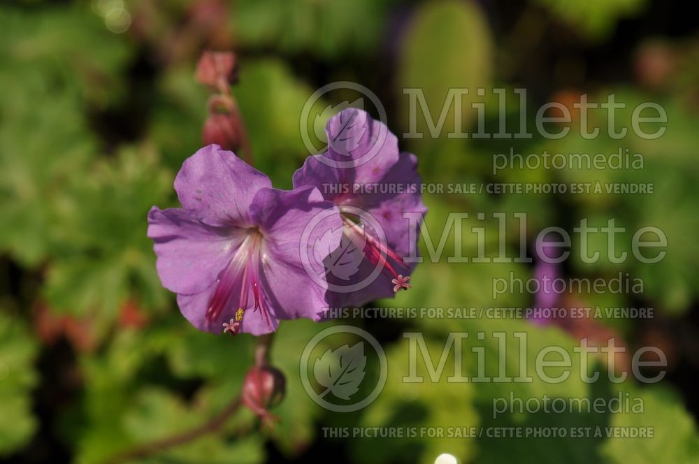 Geranium Biokova Karmina or Karmina (Cranesbill)  3 