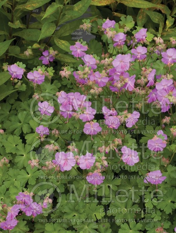 Geranium Biokova Karmina or Karmina (Cranesbill)  7 