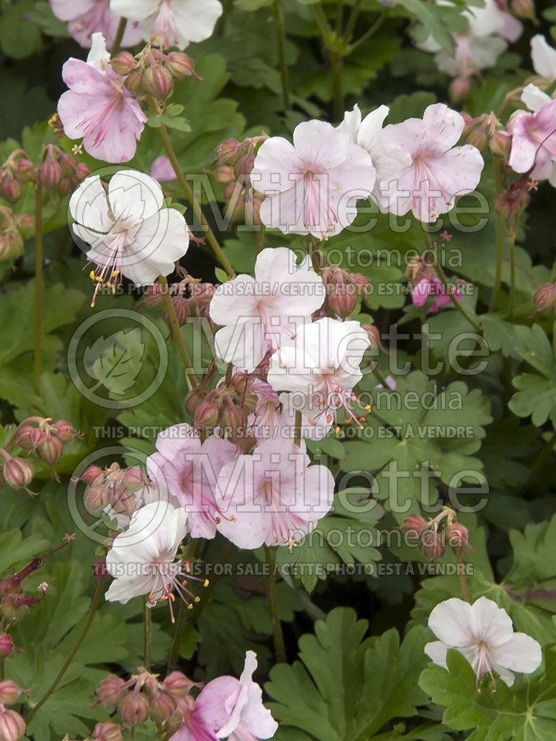 Geranium Biokovo (Cranesbill)  10 