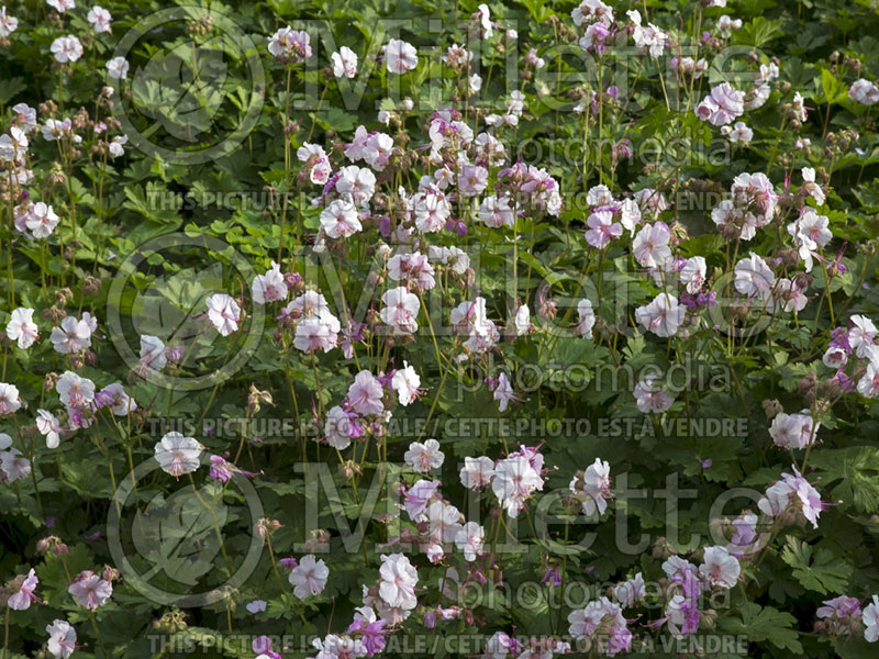 Geranium Biokovo (Cranesbill)  9 