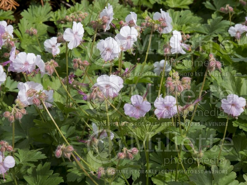 Geranium Biokovo (Cranesbill)  11 