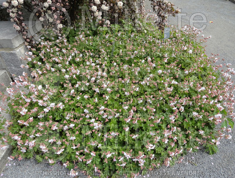 Geranium Biokovo (Cranesbill)  4 