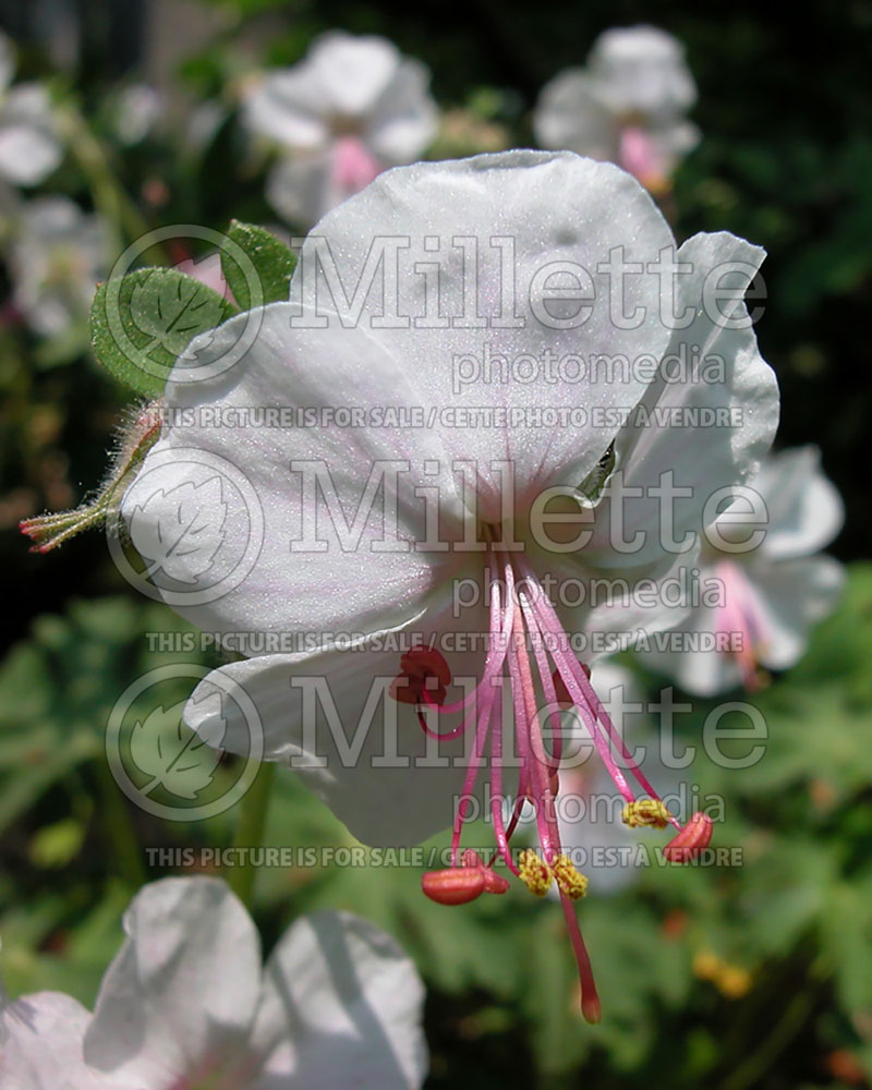 Geranium Biokovo (Cranesbill)  3 