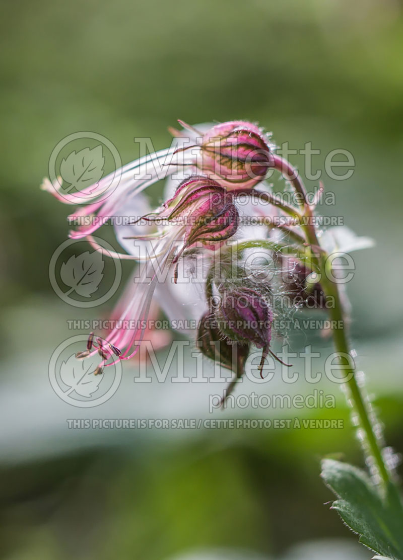 Geranium Biokovo (Cranesbill)  5 