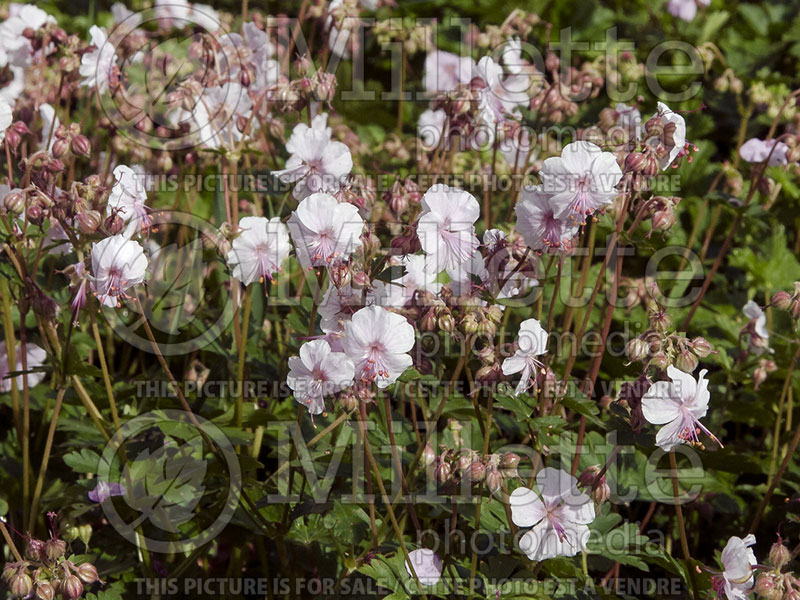 Geranium Biokovo (Cranesbill)  6 