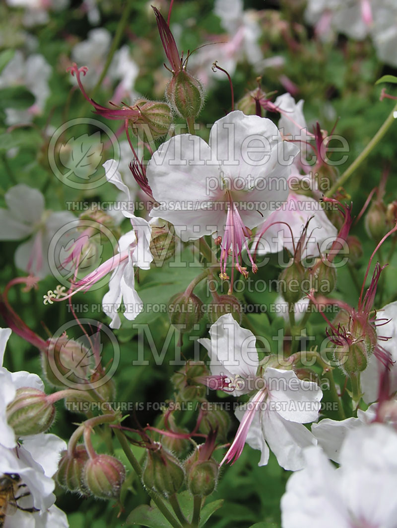 Geranium Biokovo (Cranesbill)  8 