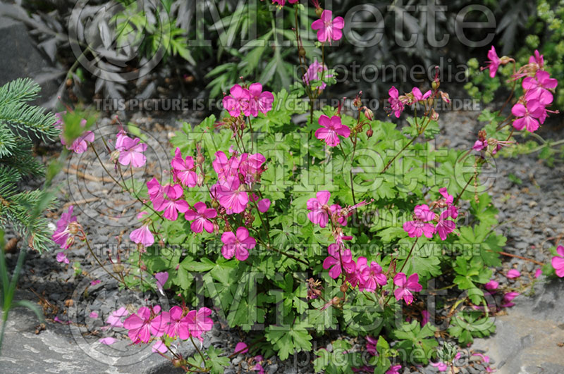 Geranium Crystal Rose (Cranesbill)  1