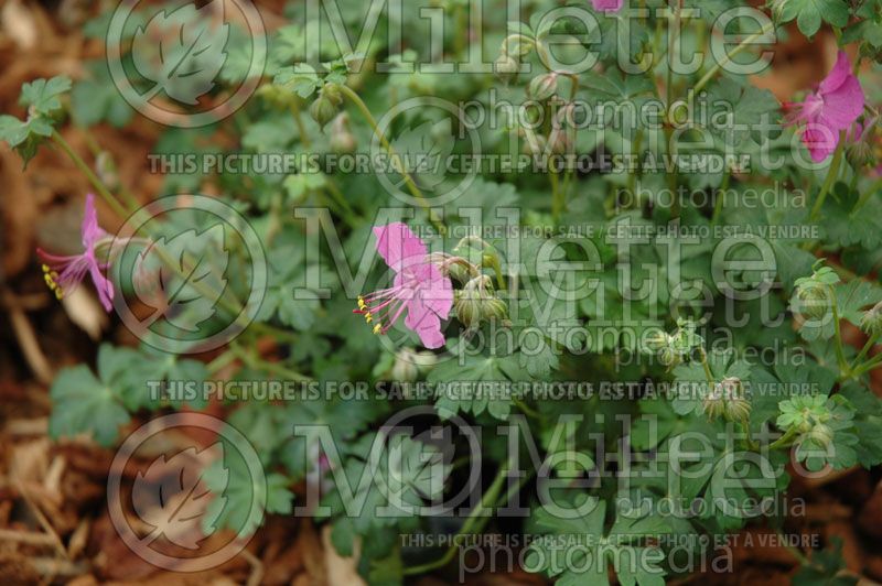 Geranium Westray (Cranesbill) 2