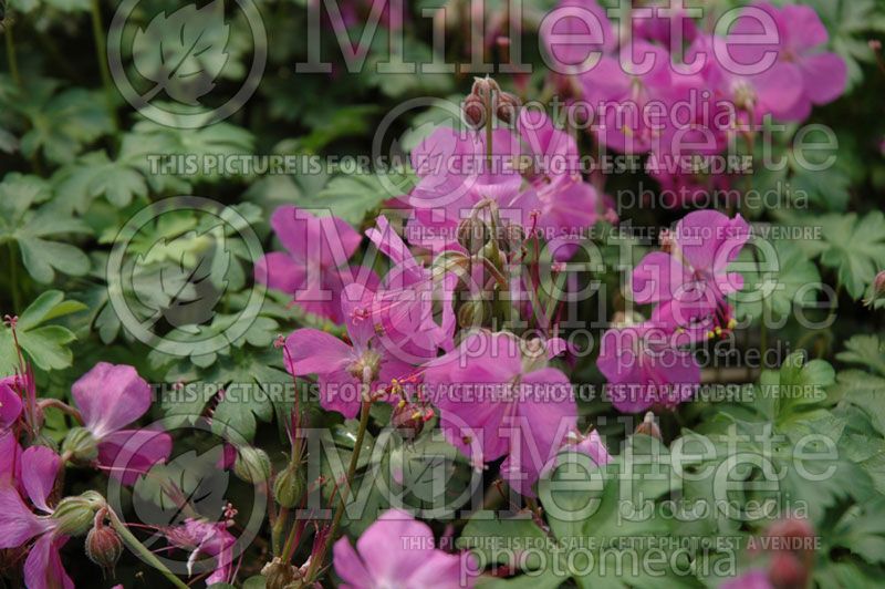 Geranium Westray (Cranesbill) 1