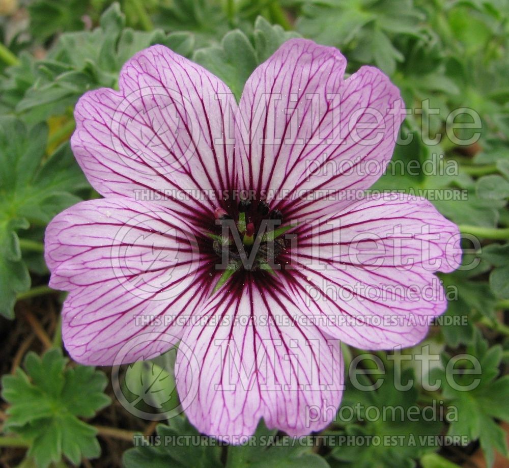 Geranium Ballerina (Cranesbill) 1 