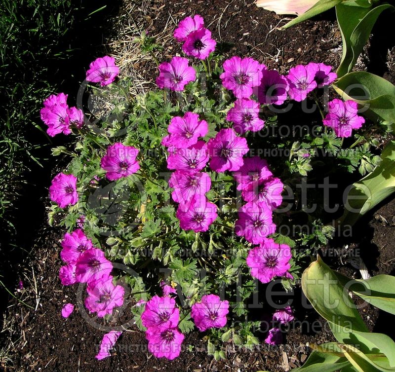 Geranium Carol (Cranesbill) 2 