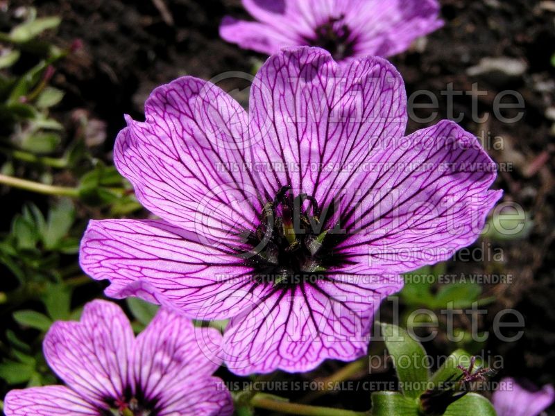 Geranium Laurence Flatman (Cranesbill) 1 