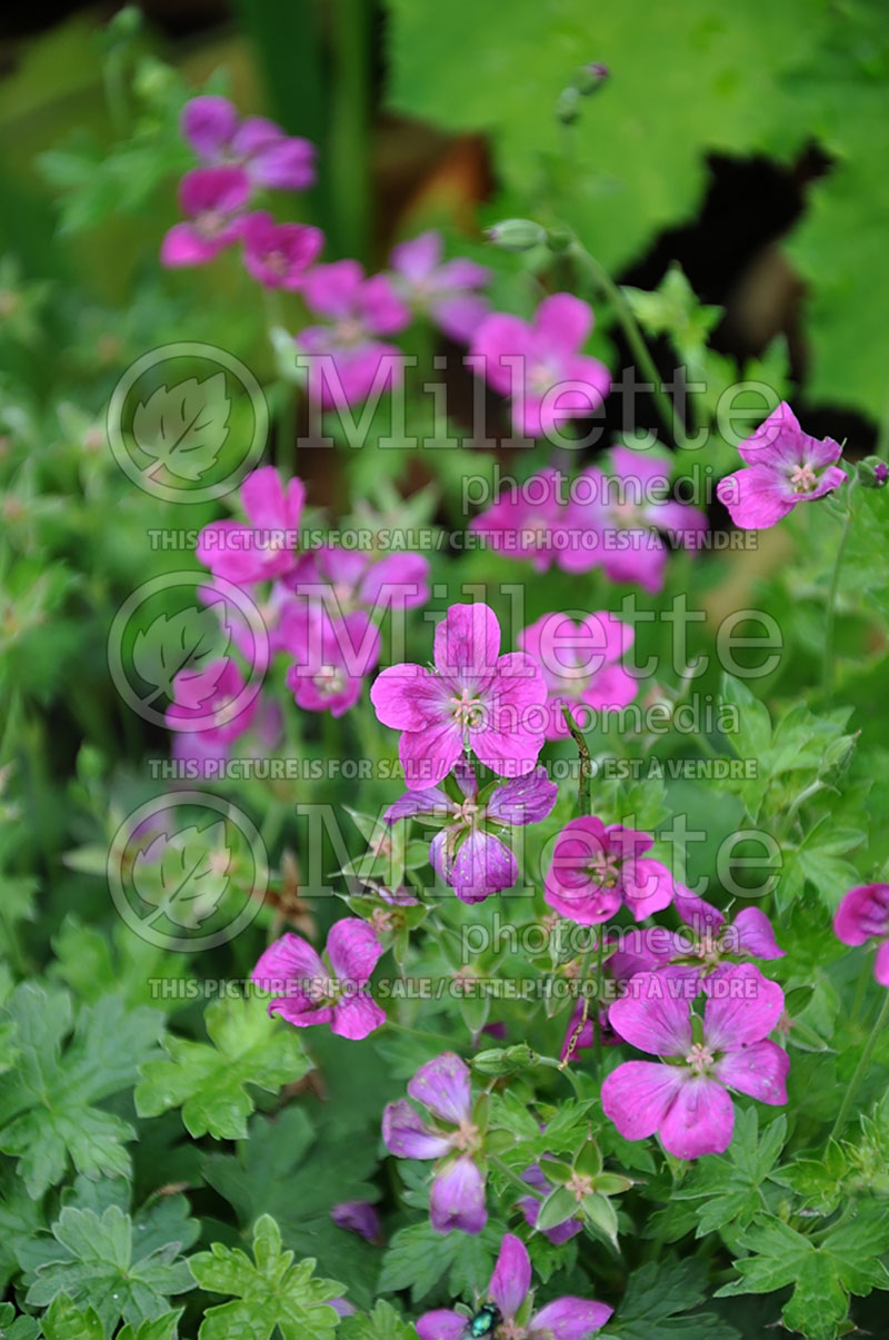 Geranium Memories (Cranesbill) 1 