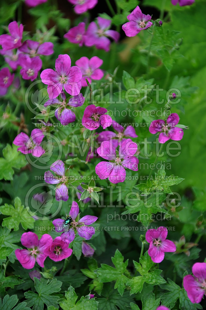 Geranium Memories (Cranesbill) 2 