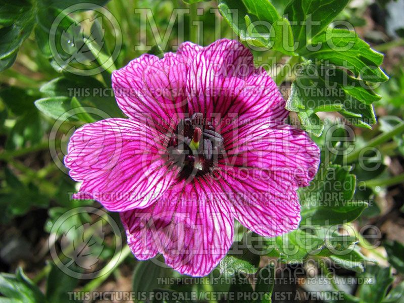 Geranium Purple Pillow (Cranesbill)  1