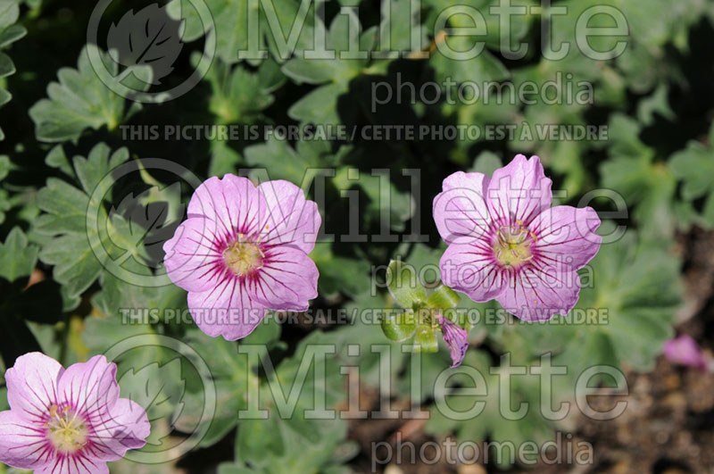 Geranium Rothbury Gem (Cranesbill) 1  