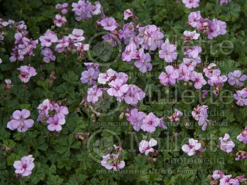 Geranium dalmaticum (Cranesbill) 1 