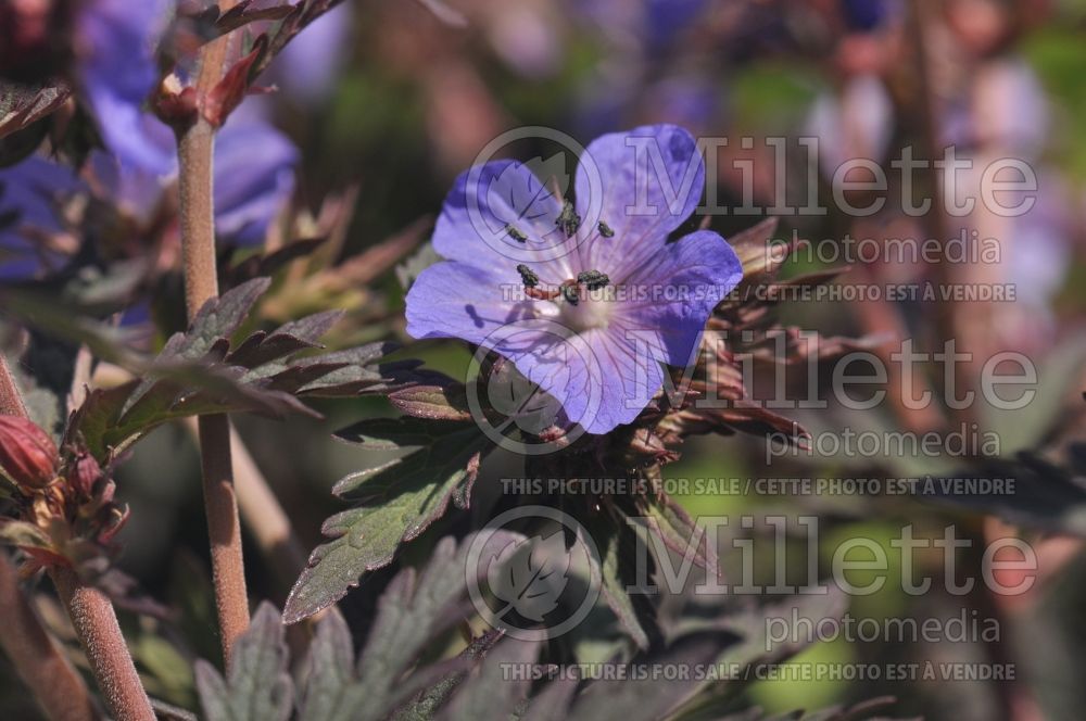 Geranium Dark Reiter (Cranesbill)  1 