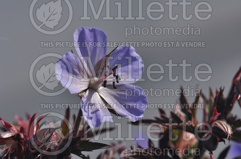 Geranium Dark Reiter (Cranesbill)  2 