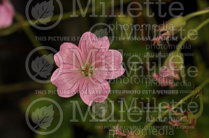 Geranium Wargrave Pink (Cranesbill)  2