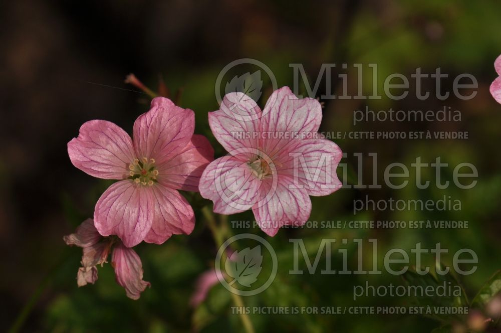 Geranium Wargrave Pink (Cranesbill)  3