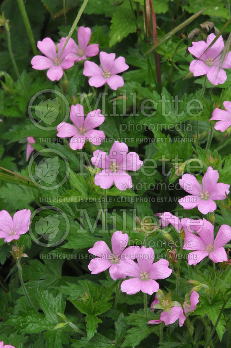 Geranium endressii (Cranesbill) 1