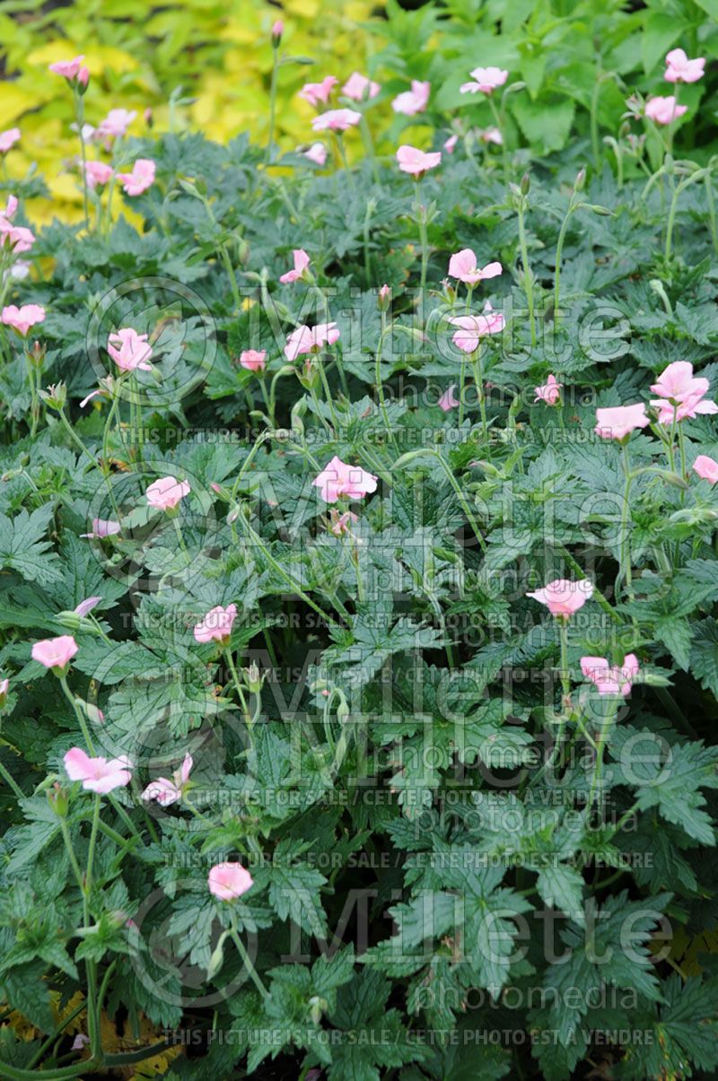 Geranium Wargrave Pink (Cranesbill)  5