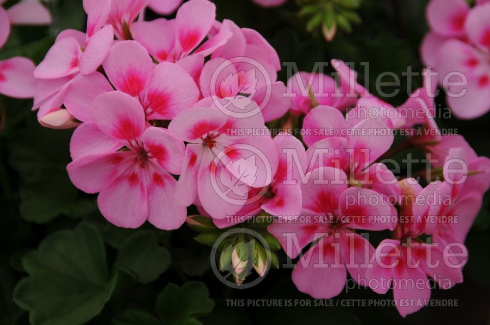 Geranium Fusion Polka (Cranesbill)  1 