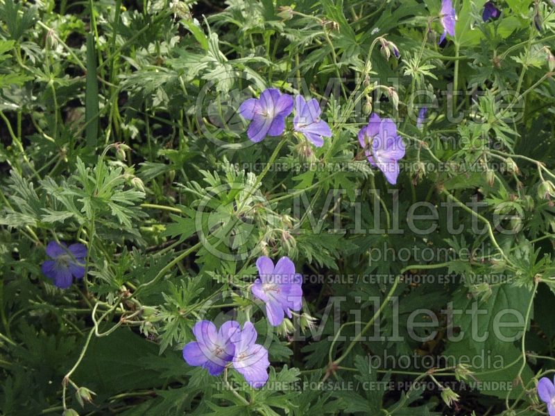 Geranium Johnson's Blue (Cranesbill) 2 