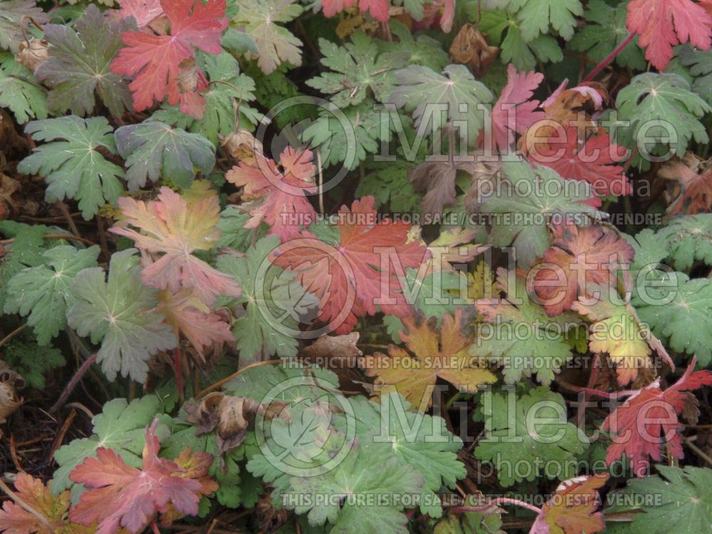 Geranium Ingwersen's Variety (Cranesbill) 5