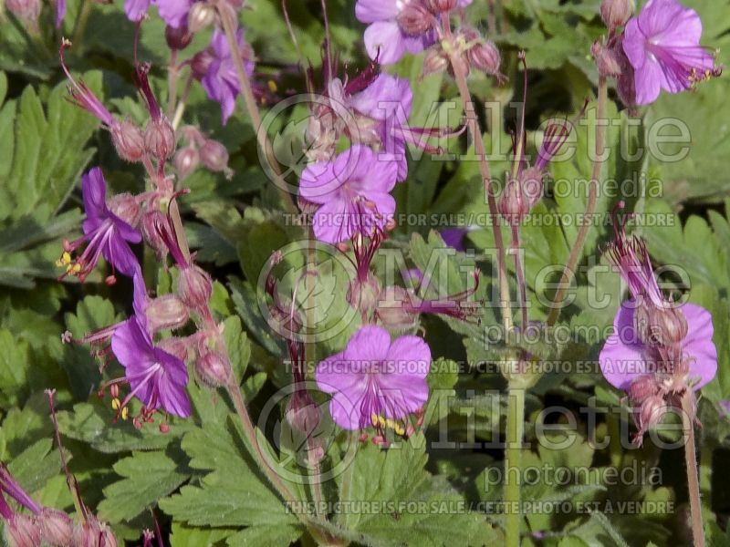 Geranium Ingwersen's Variety (Cranesbill) 2