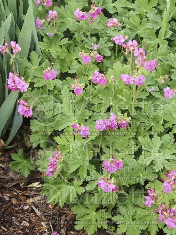 Geranium Ingwersen's Variety (Cranesbill) 3