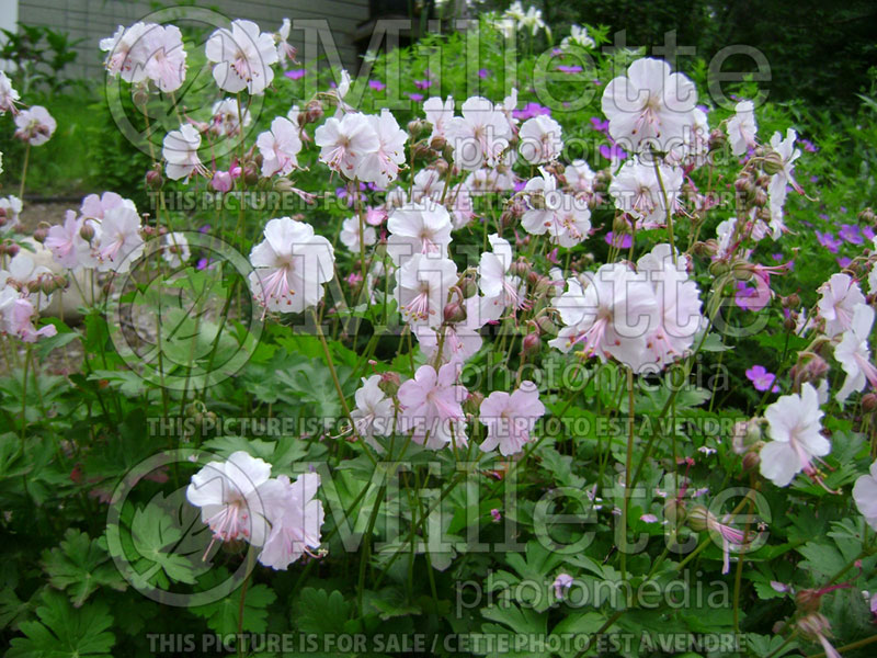 Geranium macrorrhizum (Cranesbill) 1