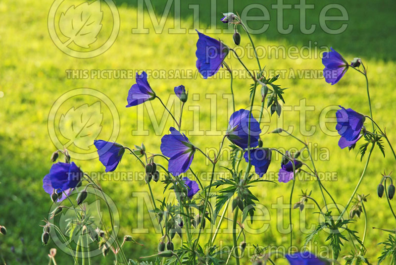 Geranium Orion (Cranesbill)  1 