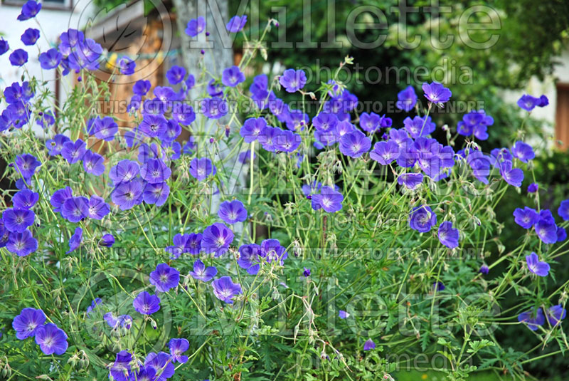 Geranium Orion (Cranesbill)  2 