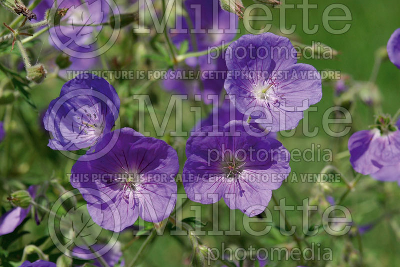 Geranium Orion (Cranesbill)  5 