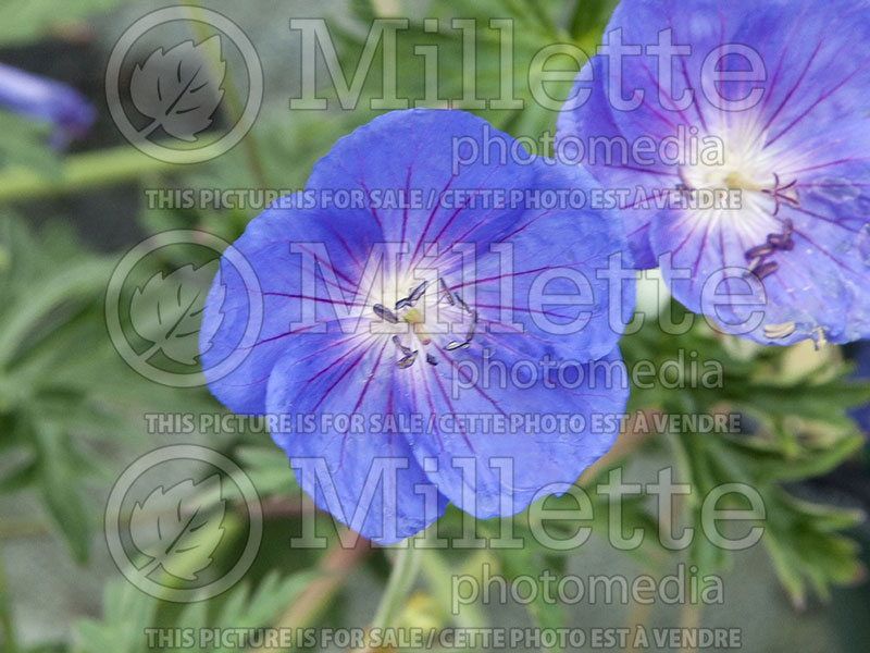 Geranium Orion (Cranesbill)  3 