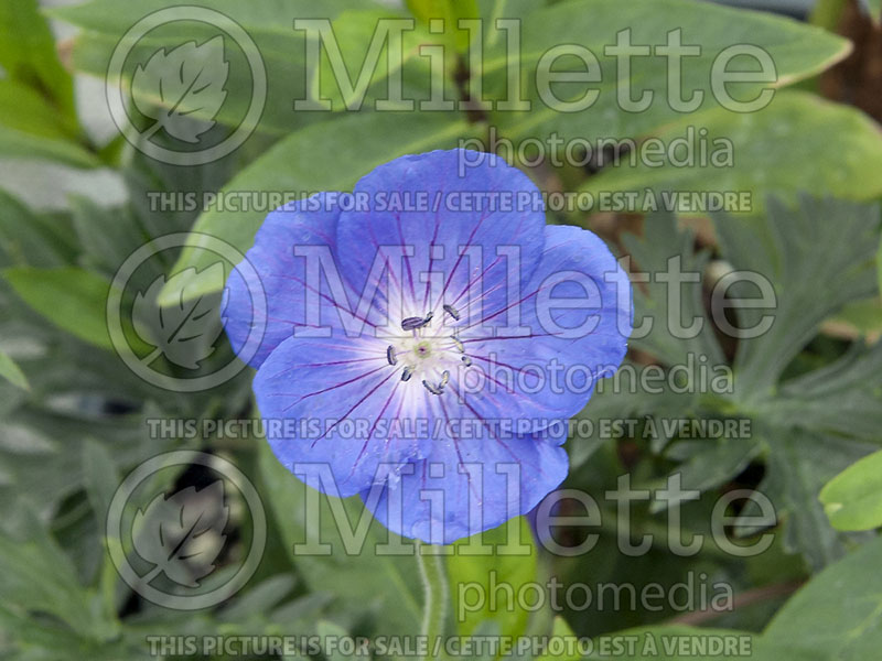 Geranium Orion (Cranesbill)  4 