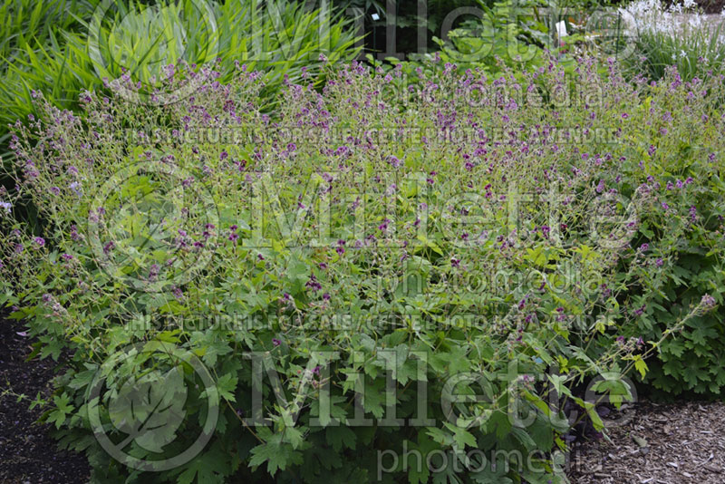 Geranium Samobor (Cranesbill)  1 