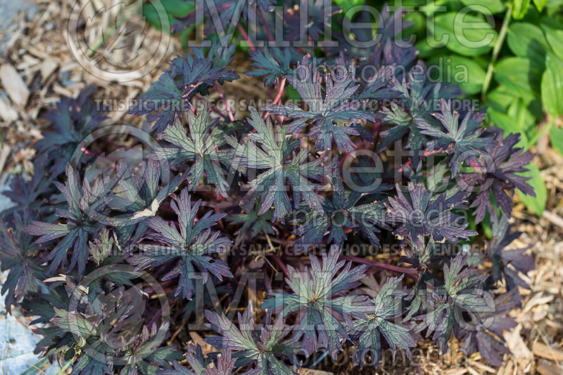 Geranium Black Beauty or Nodbeauty (Heronsbill) 2