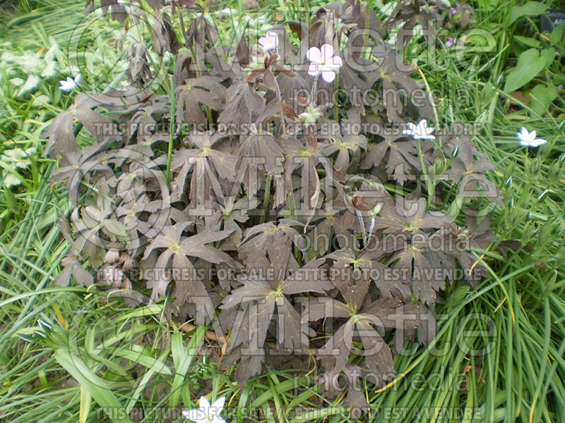 Geranium Dark Reiter (Cranesbill)  3 