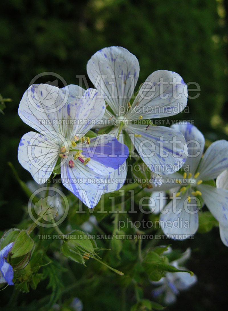 Geranium Splish Splash (Cranesbill) 2 