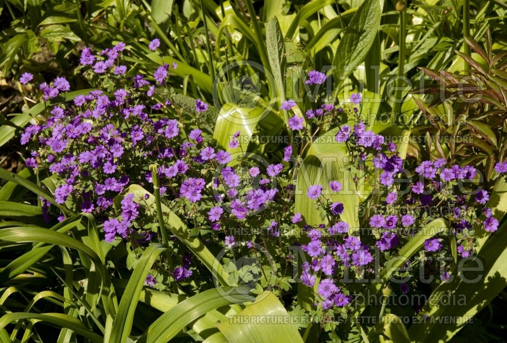 Geranium Bill Wallis (Cranesbill) 2