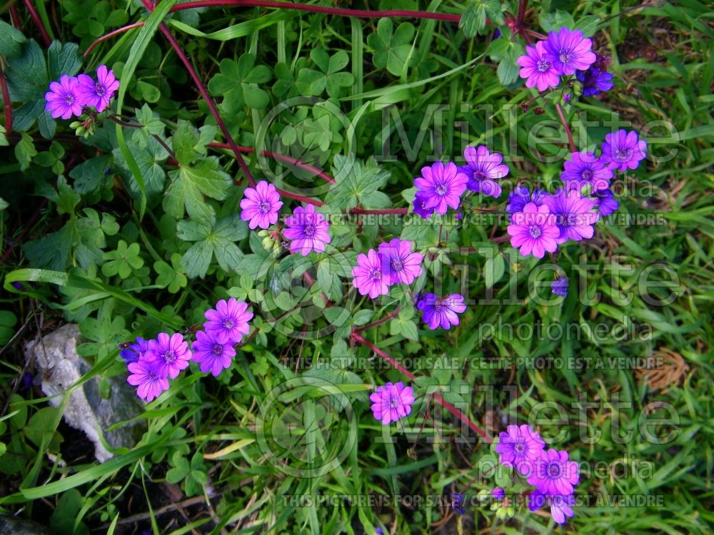 Geranium Bill Wallis (Cranesbill) 4