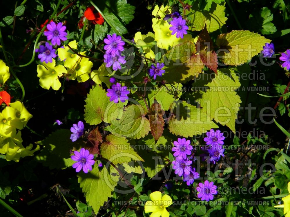 Geranium Bill Wallis (Cranesbill) 5