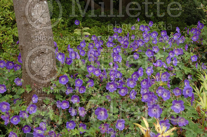 Geranium Rozanne or Gerwat (Cranesbill) 5 