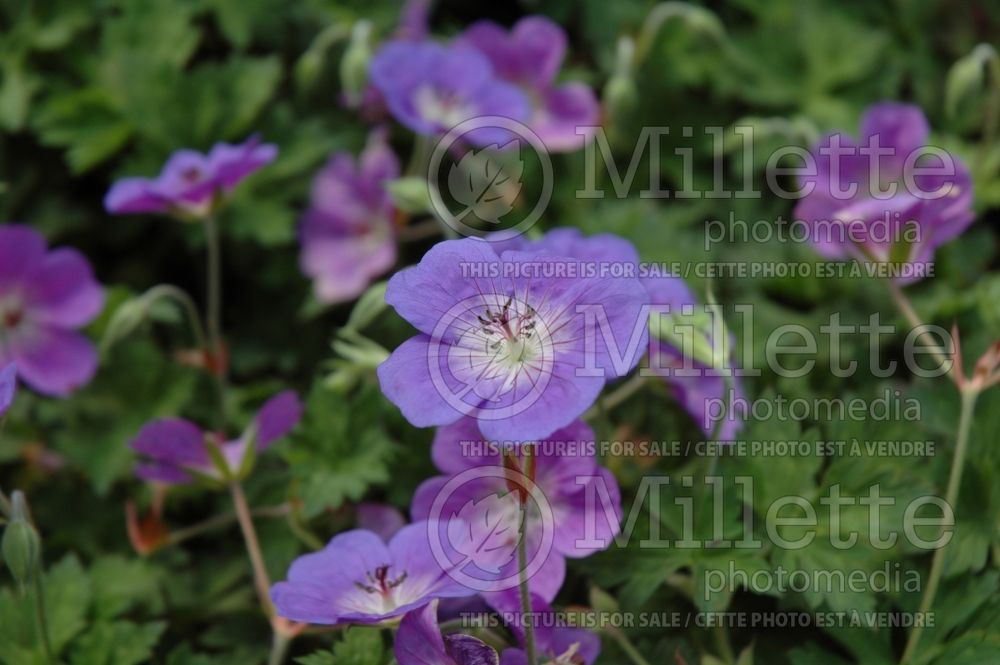 Geranium Rozanne or Gerwat (Cranesbill) 6 