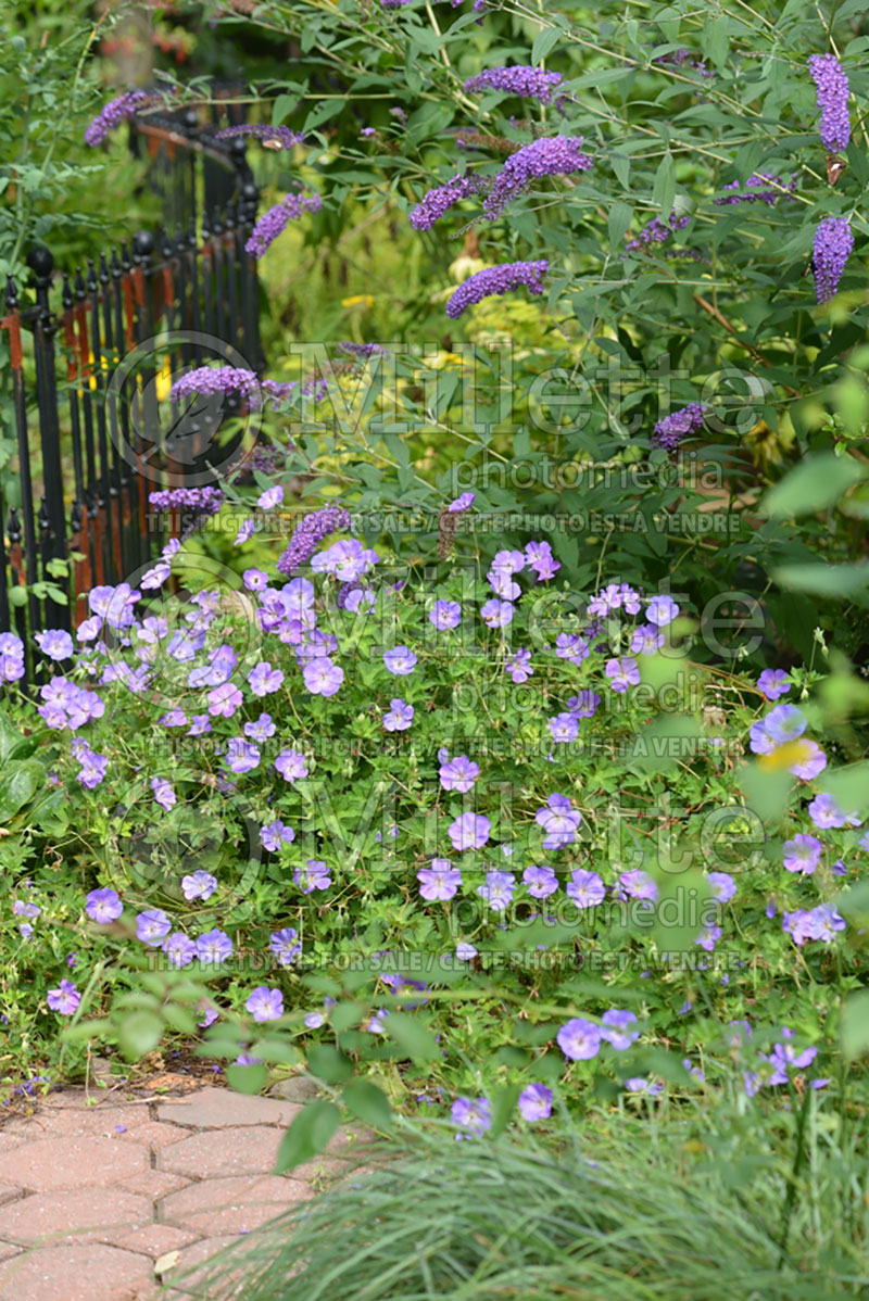 Geranium Rozanne or Gerwat (Cranesbill) 2 