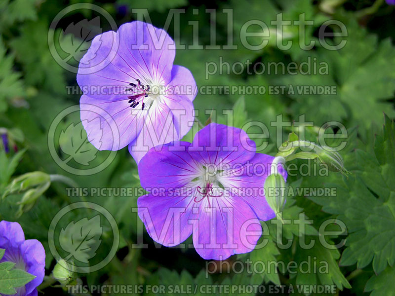 Geranium Rozanne or Gerwat (Cranesbill) 7 